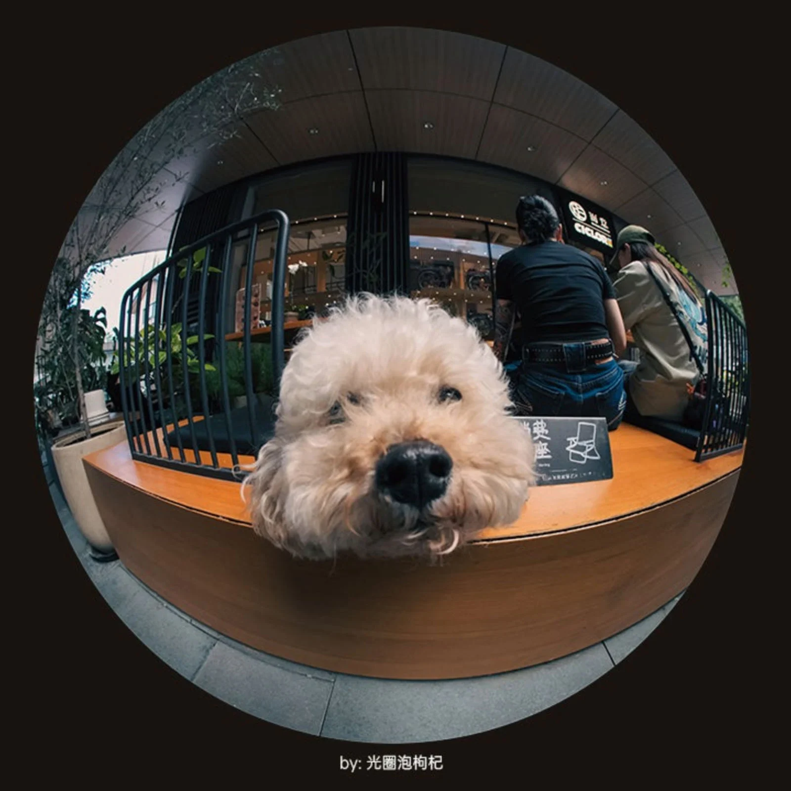 Close-up dog portrait photographed with a circular fisheye lens