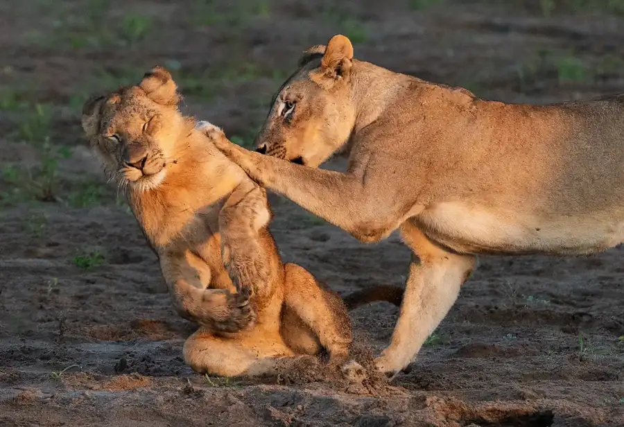 Φωτογραφία «Push Over» του/της Barbara Seiberl-Stark, φιναλίστ των Nikon Comedy Wildlife Awards 2026