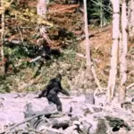 Η διάσημη τριχωτή φιγούρα Bigfoot περπατά σε δασική περιοχή, καρέ από το φιλμ Patterson–Gimlin του 1967