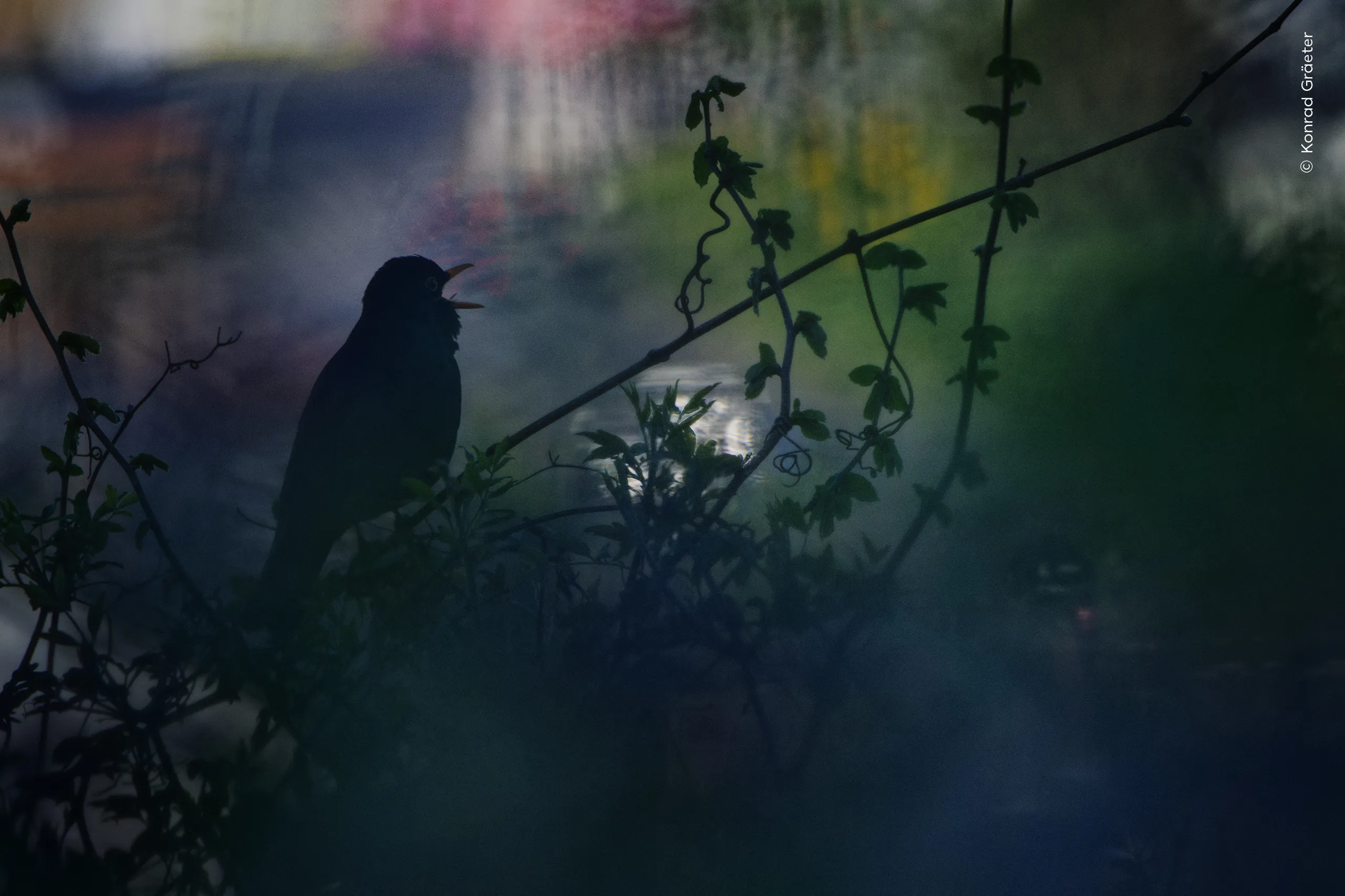 Birdsong Painted in Light, φωτογραφία του Konrad Gräeter