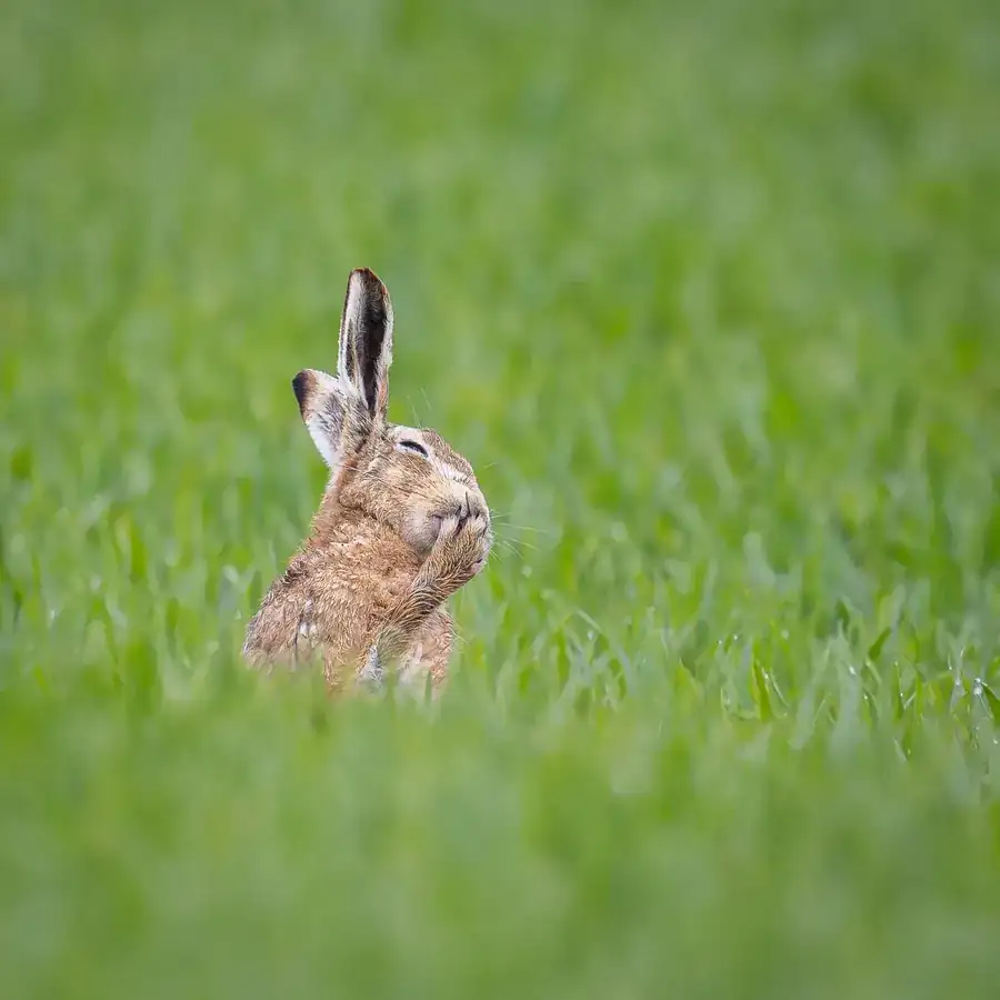 Φωτογραφία «Oops - I think I just parped» του/της Carolyn Moore, φιναλίστ των Nikon Comedy Wildlife Awards 2026