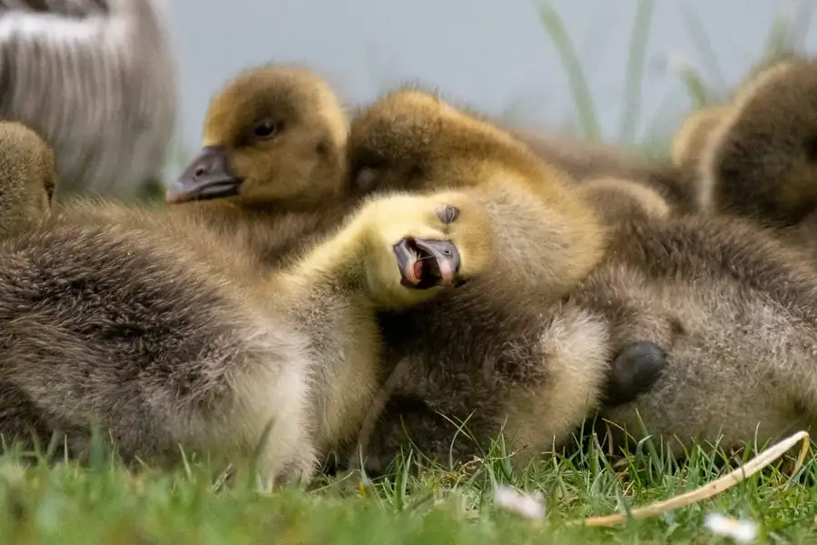 Φωτογραφία «Zonkling» του/της Celine Nic Oireachtaigh, φιναλίστ των Nikon Comedy Wildlife Awards 2026