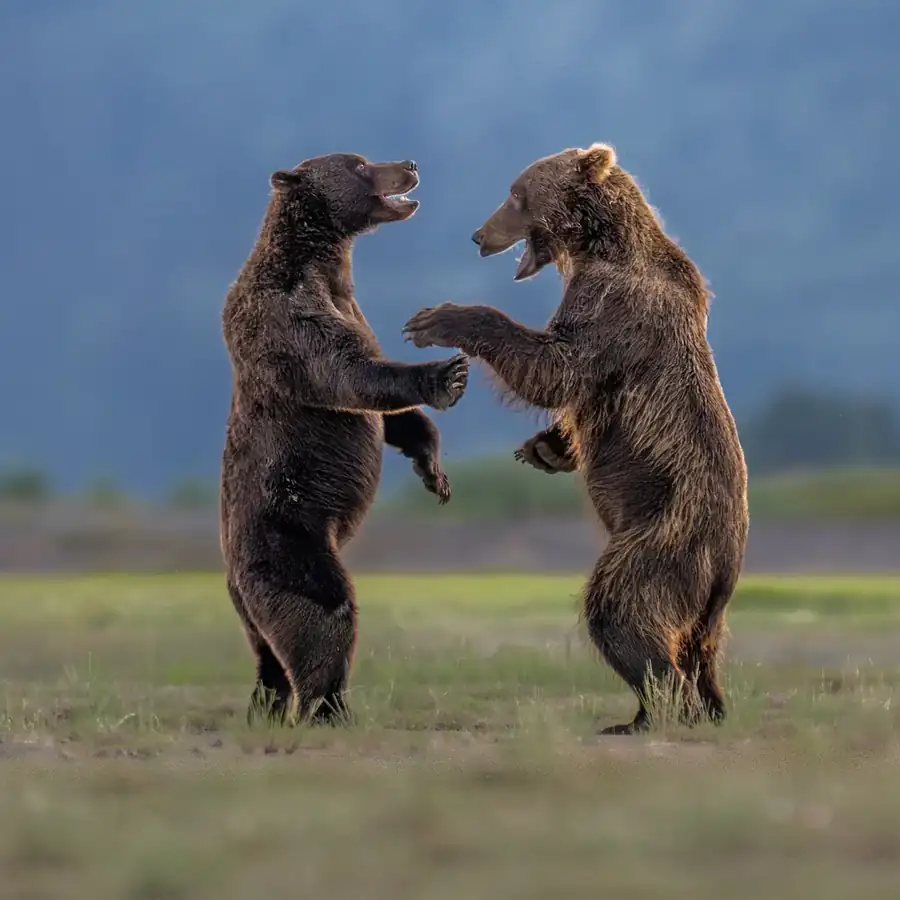 Φωτογραφία «Bears Sharing a Joke» του/της Charles Janson, φιναλίστ των Nikon Comedy Wildlife Awards 2026
