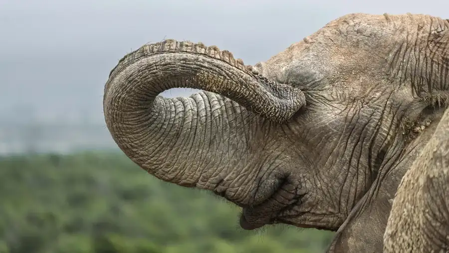 Φωτογραφία «If I can't see you» του/της Cliff Fawcett, φιναλίστ των Nikon Comedy Wildlife Awards 2026