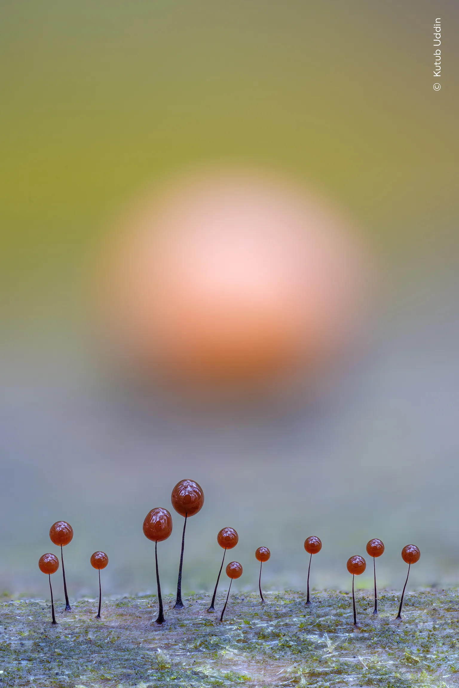 Closer Still, φωτογραφία του Kutub Uddin