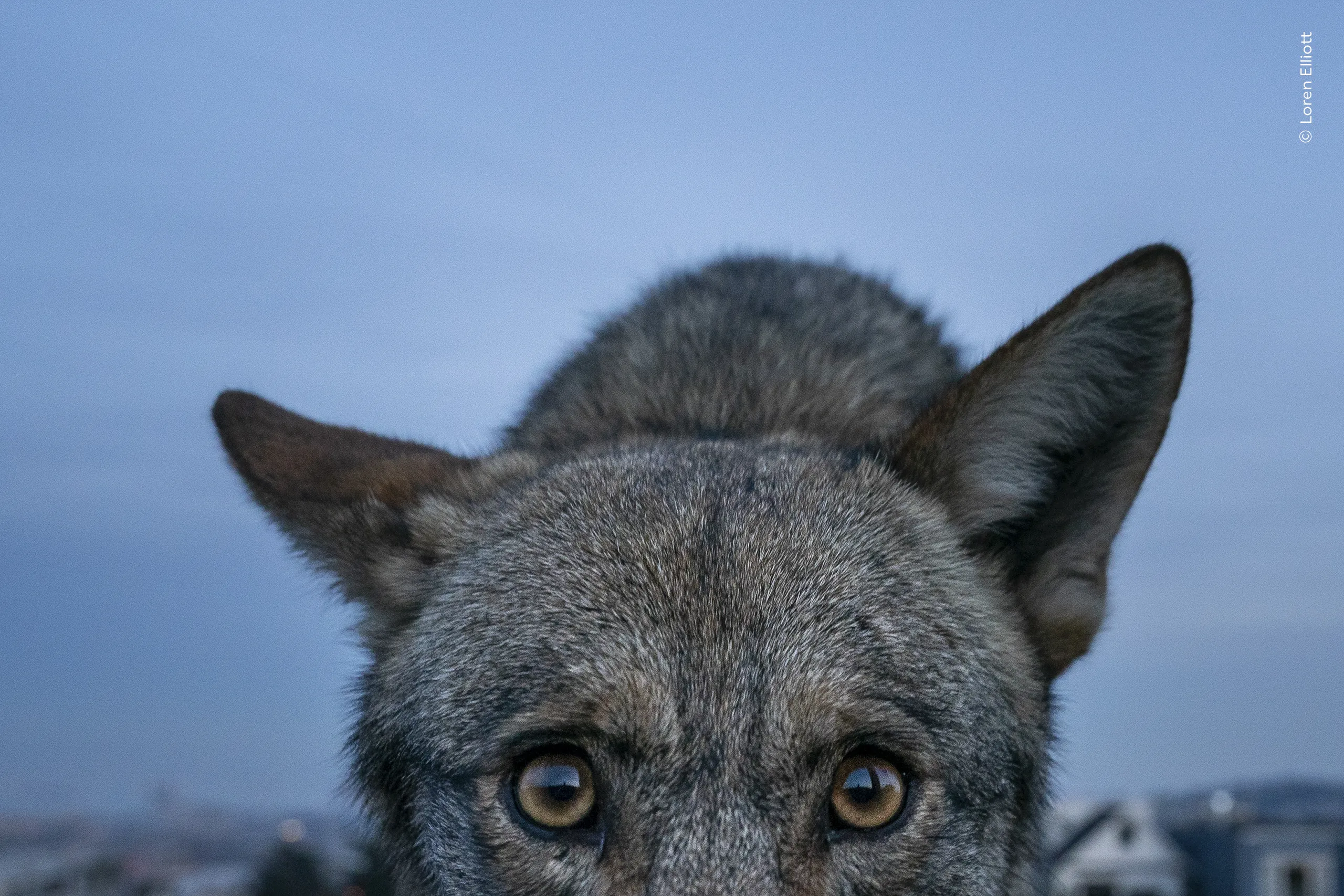 Curious Close-up, φωτογραφία του Loren Elliott