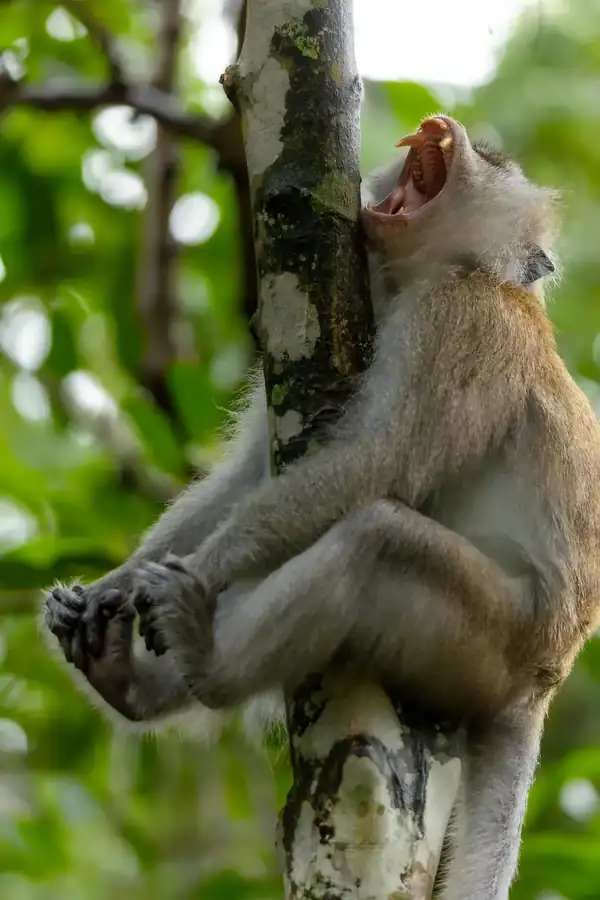 Φωτογραφία «The Leap He'll Never Forget» του/της David Lee, φιναλίστ των Nikon Comedy Wildlife Awards 2026