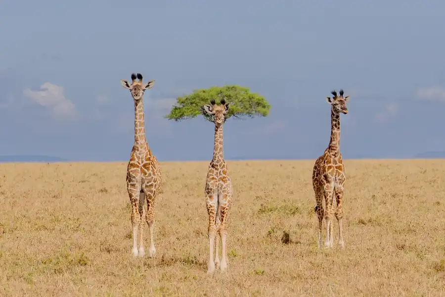 Φωτογραφία «The different one» του/της Dirk Koster, φιναλίστ των Nikon Comedy Wildlife Awards 2026