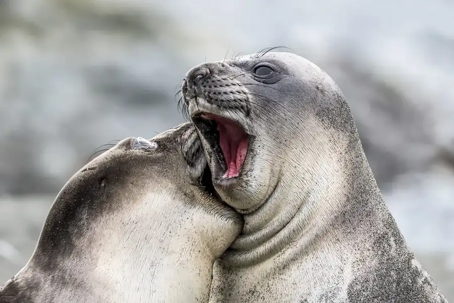Φωτογραφία «Oooh, that tickles...» του/της Doug Gimesy, φιναλίστ των Nikon Comedy Wildlife Awards 2026