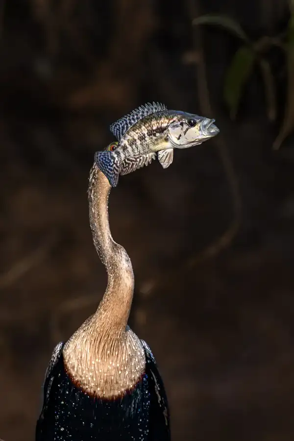 Φωτογραφία «Fish-headed bird» του/της Eigil B Jensen, φιναλίστ των Nikon Comedy Wildlife Awards 2026