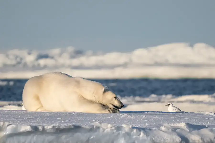 Φωτογραφία «If I were just a little faster...» του/της Eric Boren, φιναλίστ των Nikon Comedy Wildlife Awards 2026
