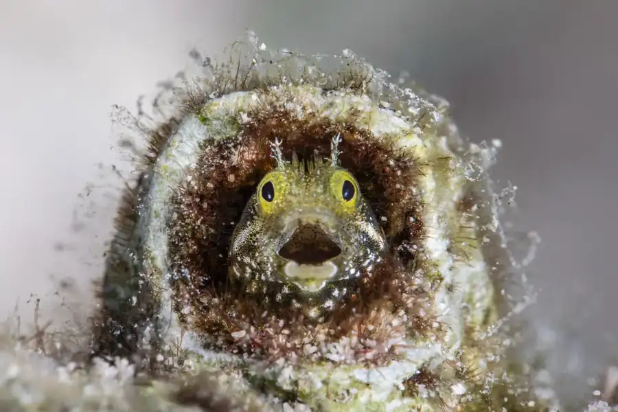 Φωτογραφία «Did I sleep past my alarm?» του/της Fabi Fregonesi, φιναλίστ των Nikon Comedy Wildlife Awards 2026