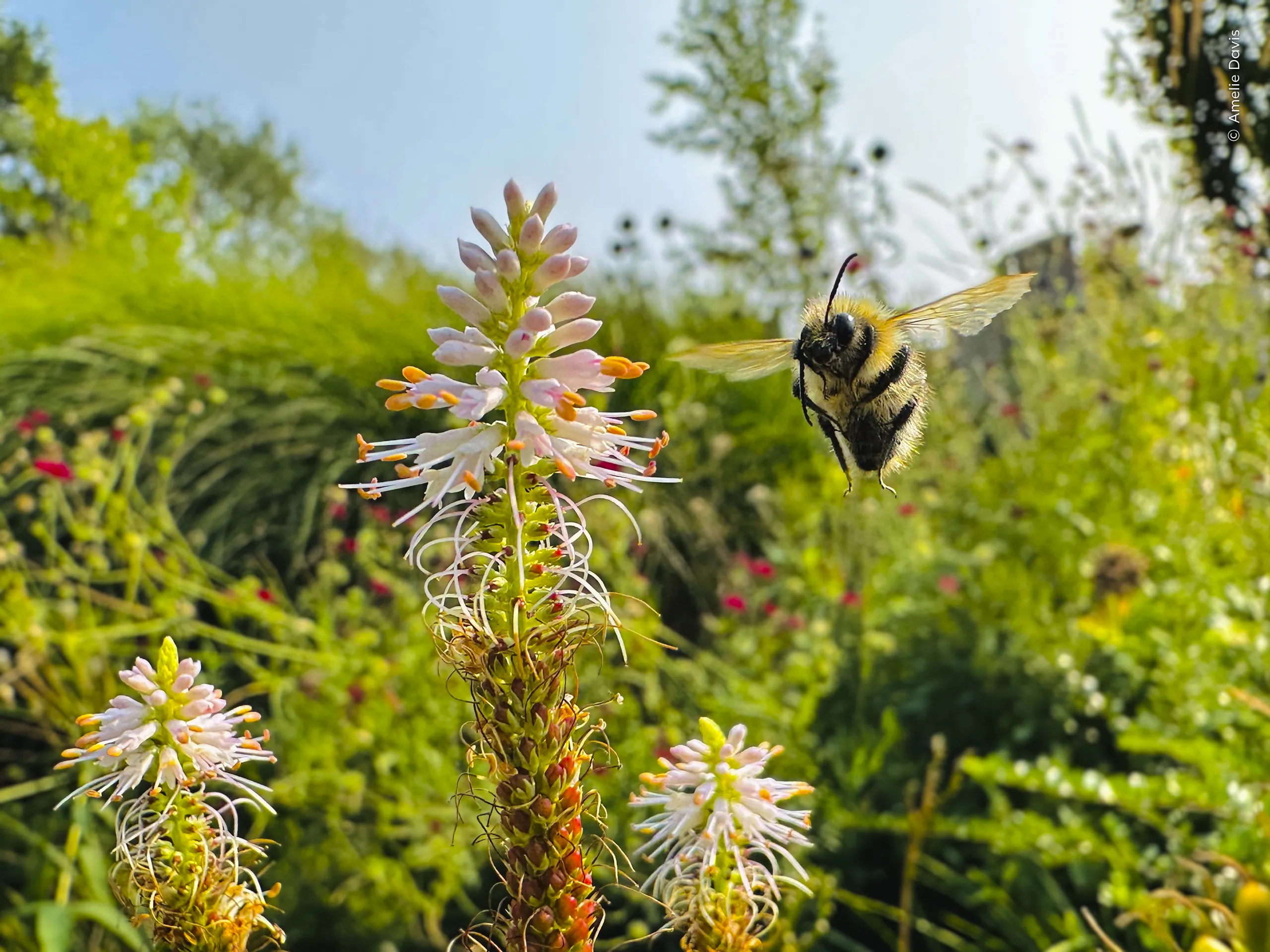 Flight of the Bumblebee, φωτογραφία του Amelie Davis