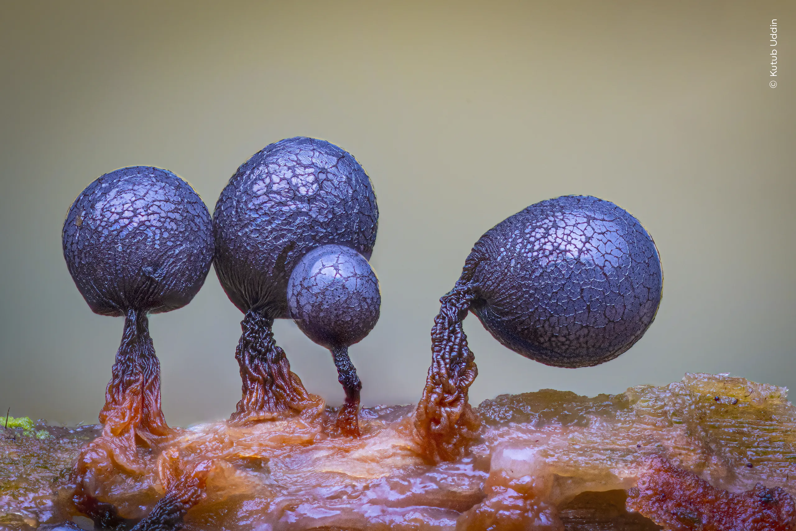 Fruits of the Forest, φωτογραφία του Kutub Uddin