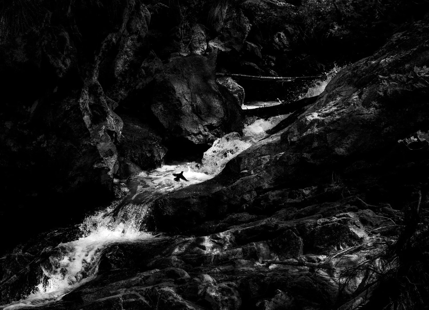 Photograph National bird, by Jonas Janss Haugli