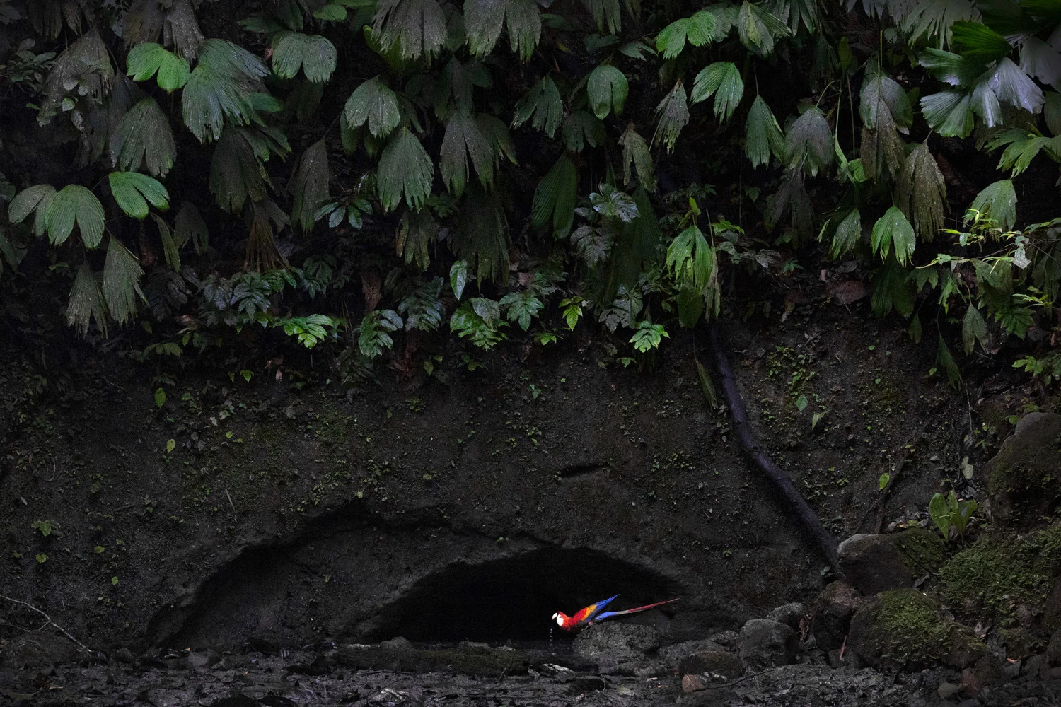 Photograph Amazonian refreshment, by Thomas Kuhn