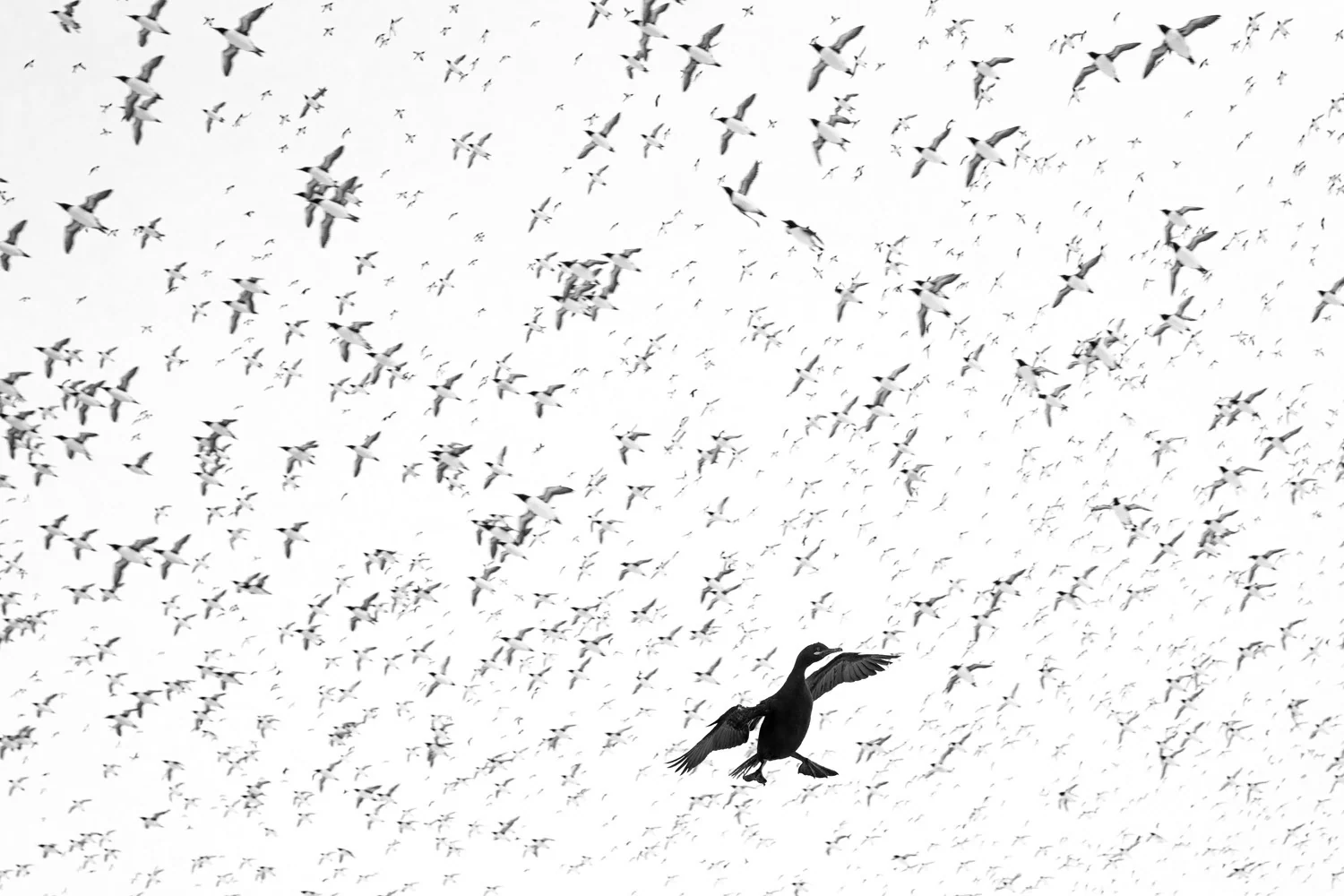 Photograph Sky surfer, by Sandra Kenyon