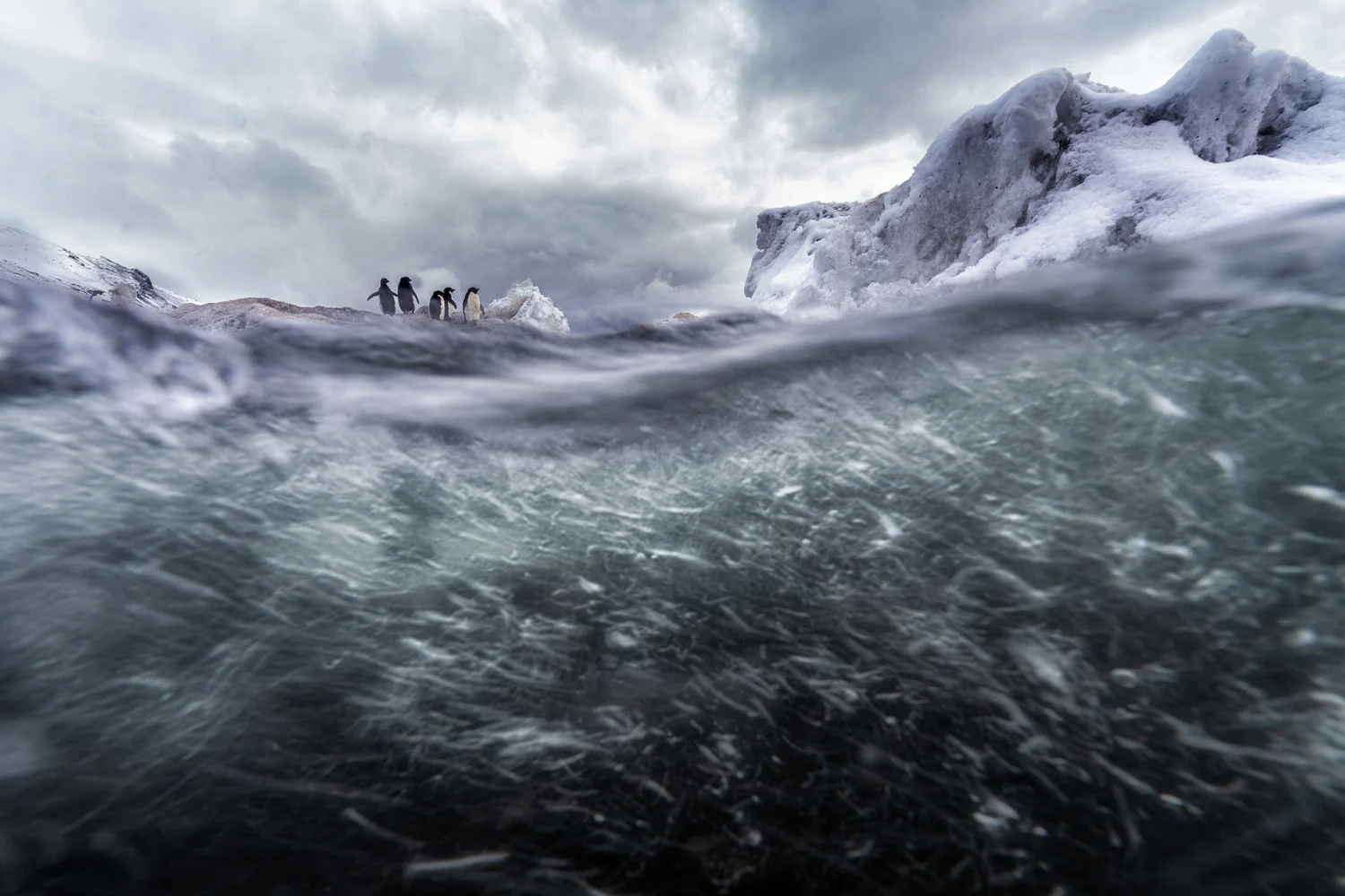 Photograph Adélie penguins in the Ross Sea, by Ole Jørgen Liodden