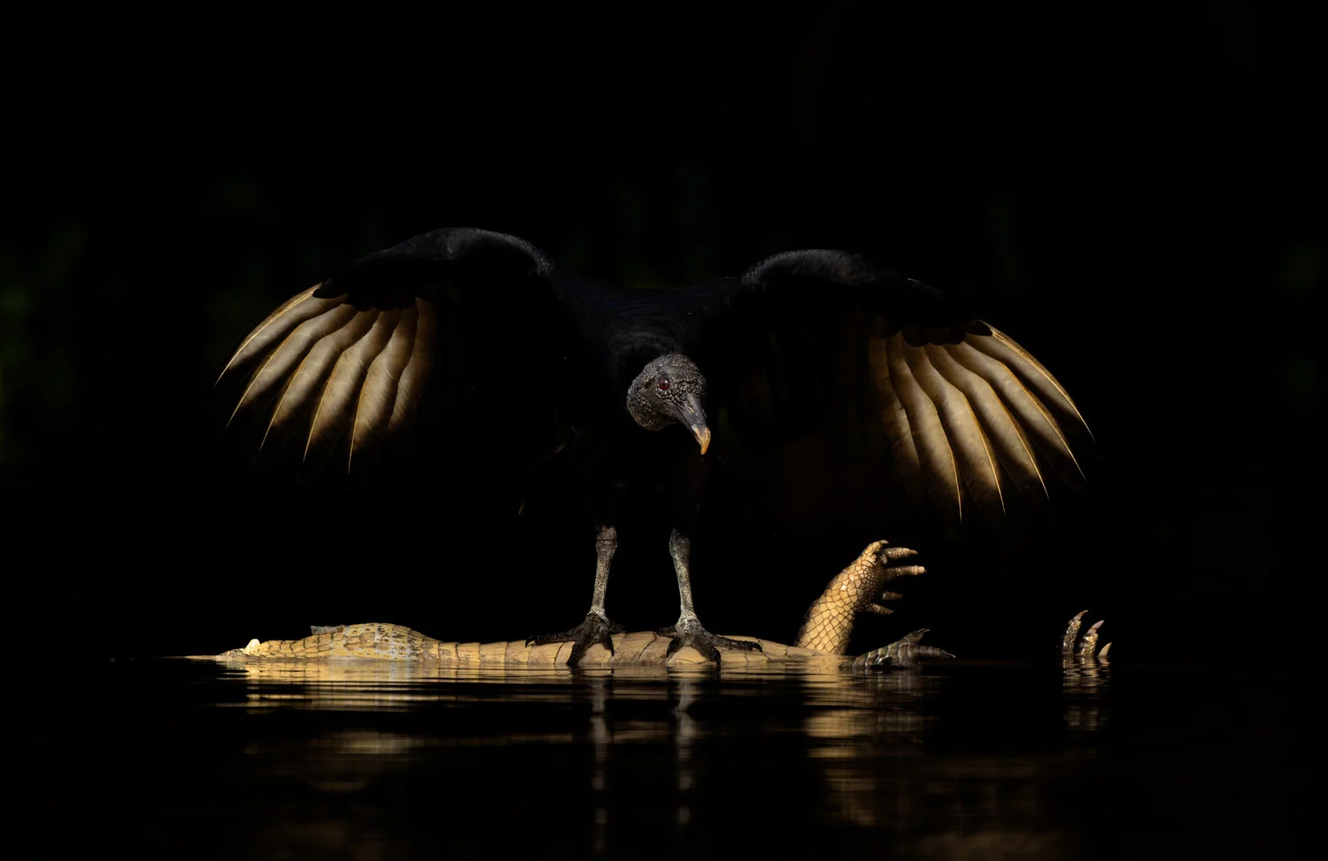Photograph Angel of death, by Andy Parkinson