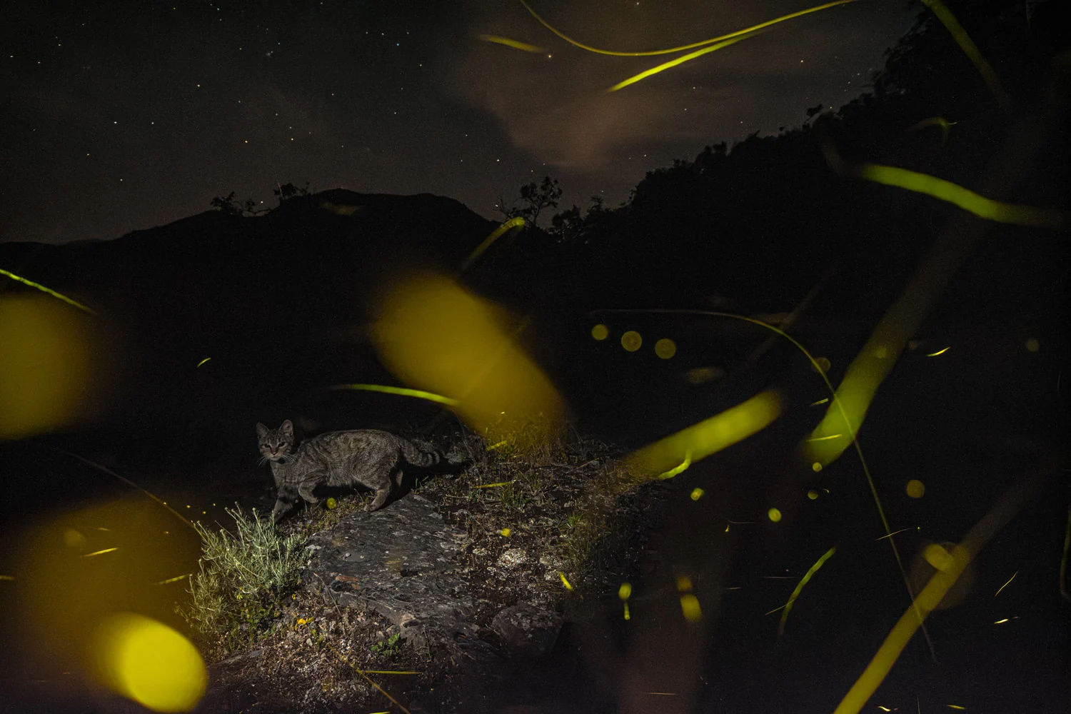 Photograph The cat and a thousand lanterns, by Lorenzo Shoubridge