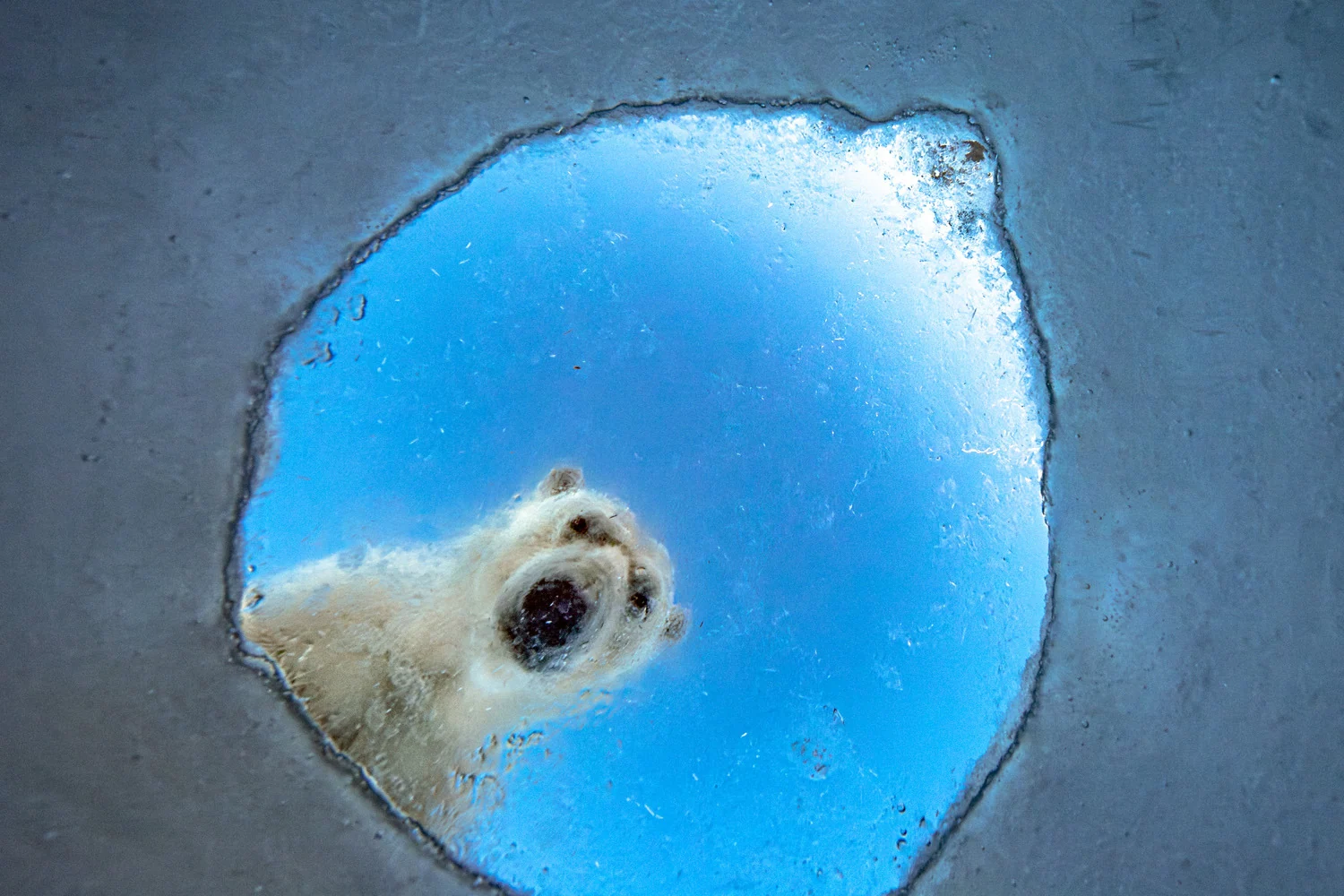 Photograph A seal’s worst nightmare, by Audun Rikardsen