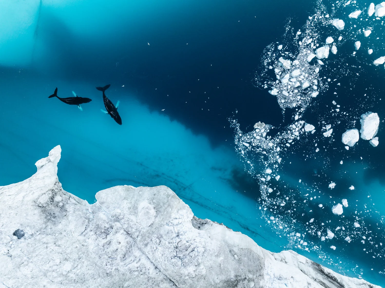Photograph Tiny giants, by Bart Heirweg