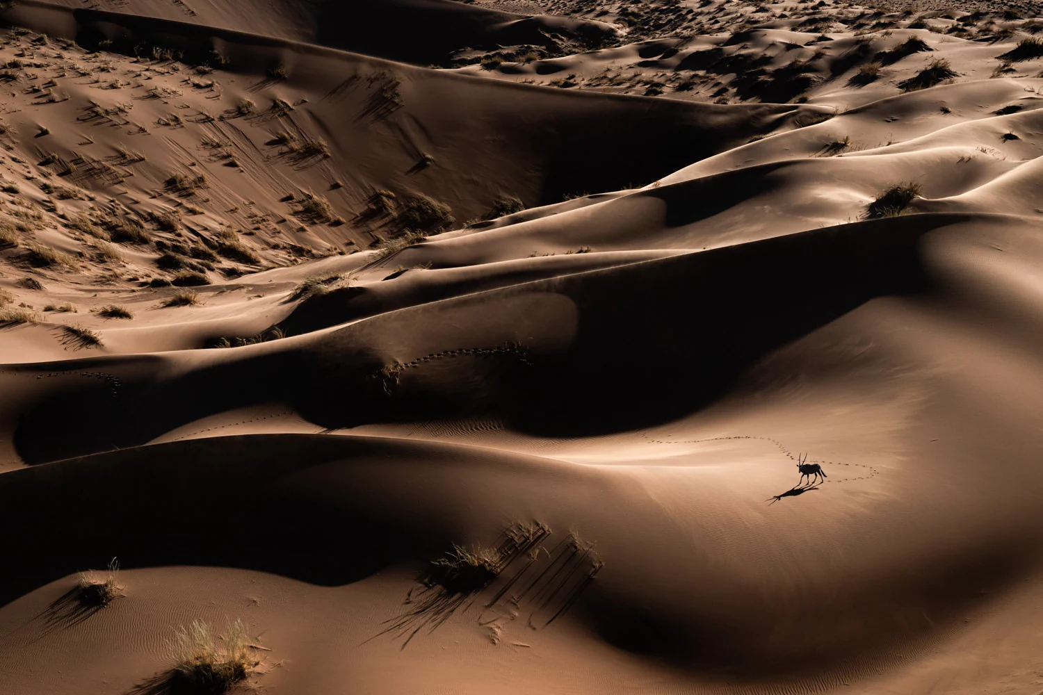 Photograph In the sea of dunes, by Tom Way