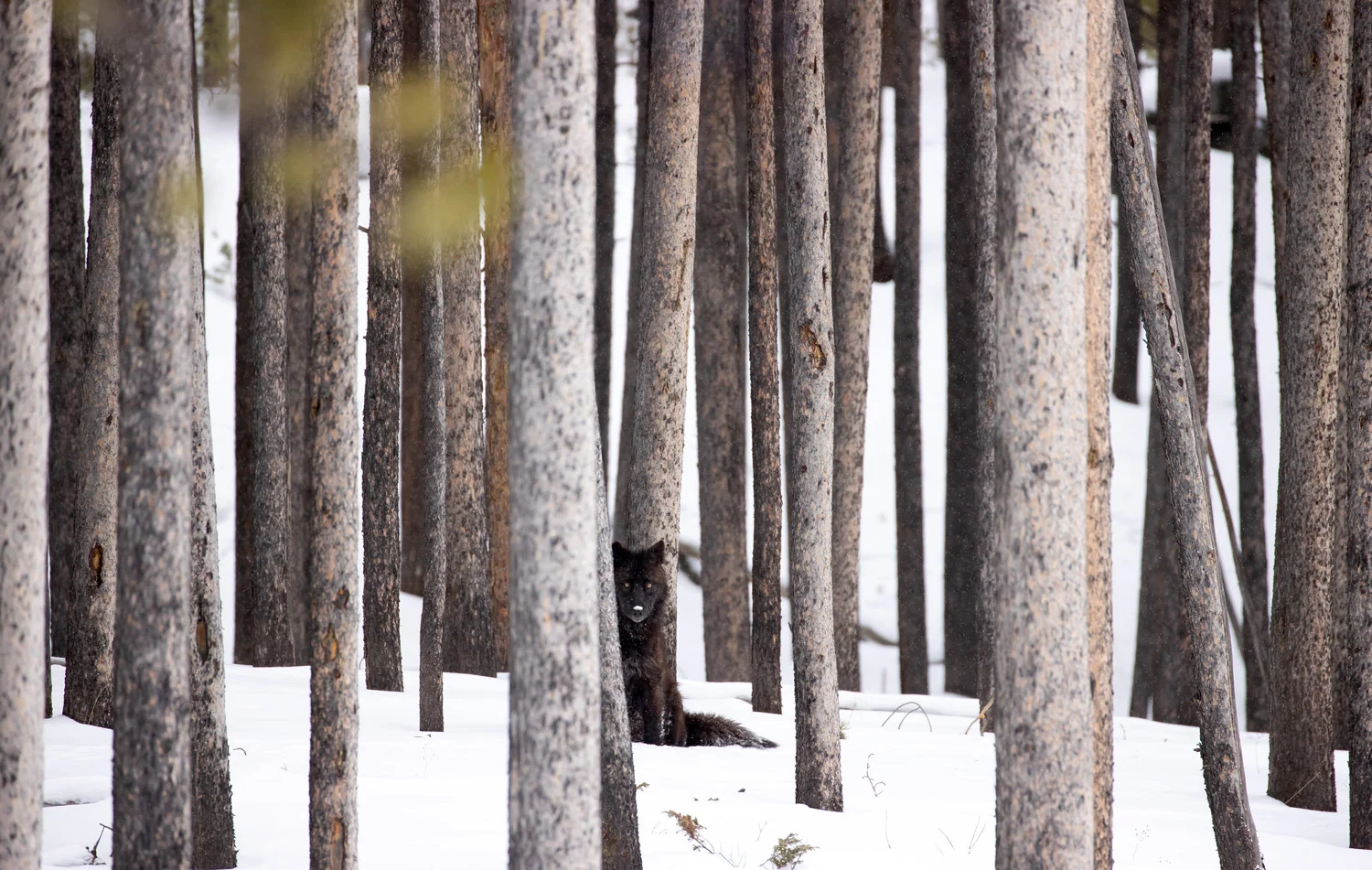 Photograph Black wolf, by Danny Green