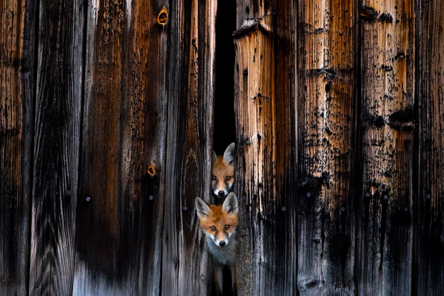 Photograph Little housemates, by Marc Siegle
