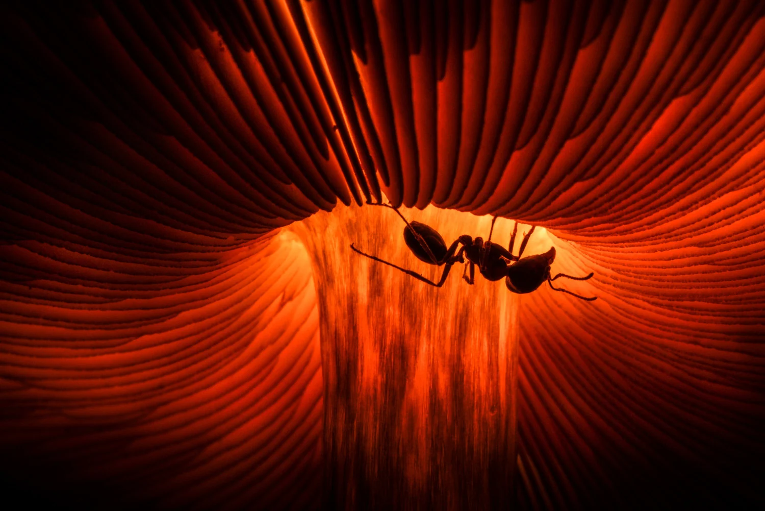 Photograph Microcosm, by Agorastos Papatsanis