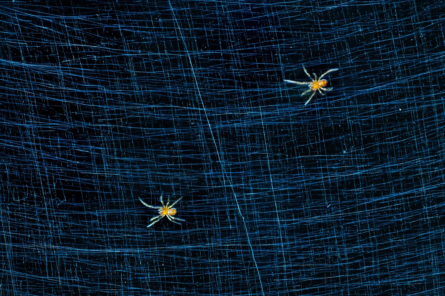 Photograph Little spiders, by Florian Lottersberger