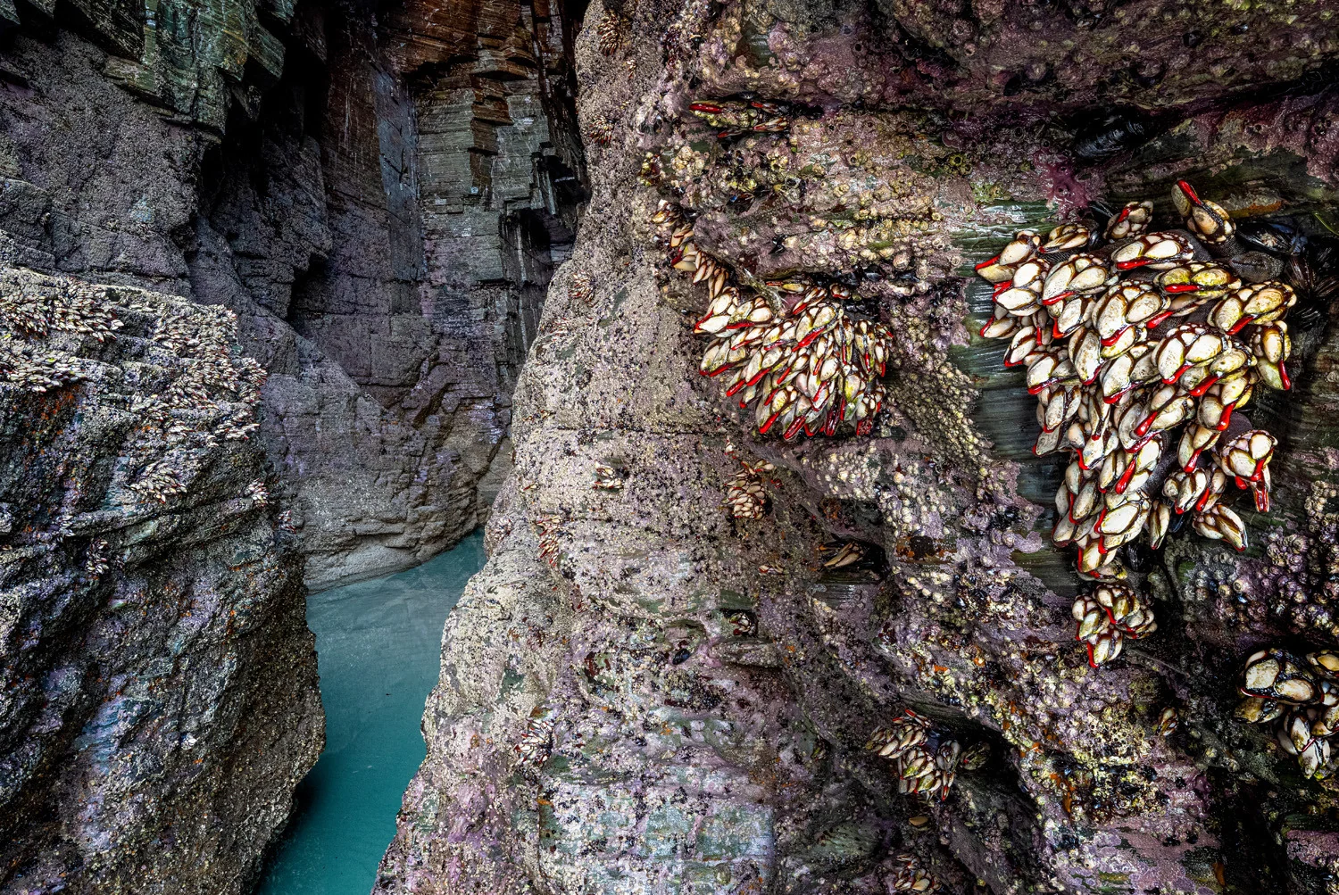 Photograph Goose barnacles, by Theo Bosboom