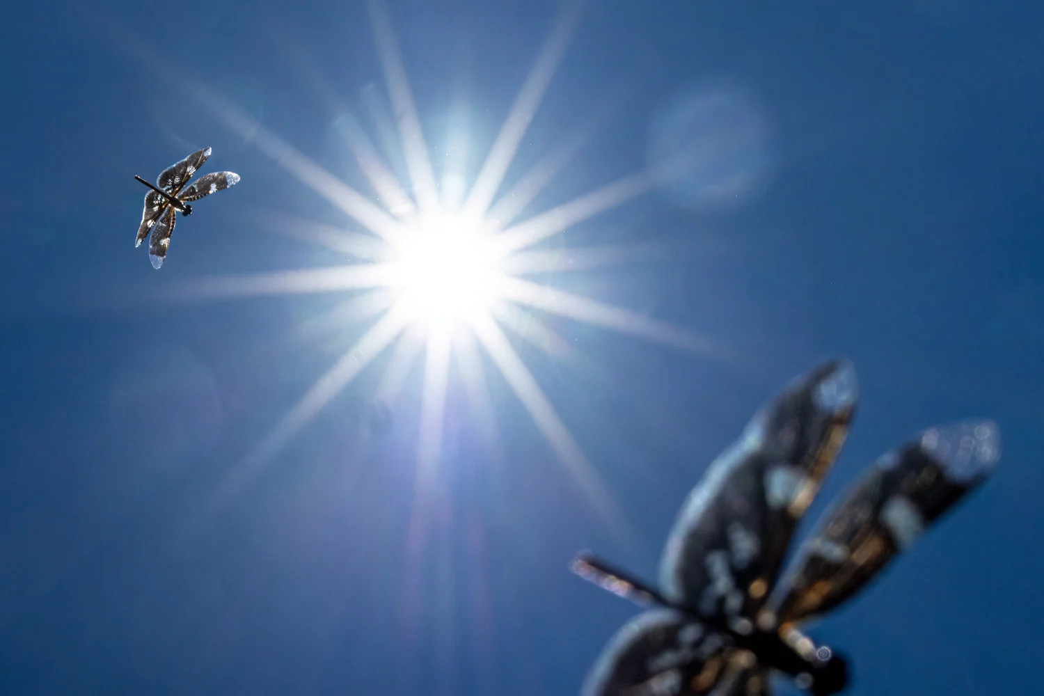 Photograph Sun gliders, by William Steel