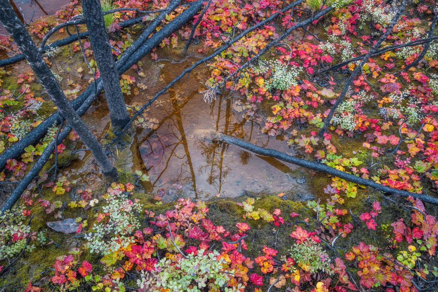 Photograph Forest at the edge, by Fortunato Gatto