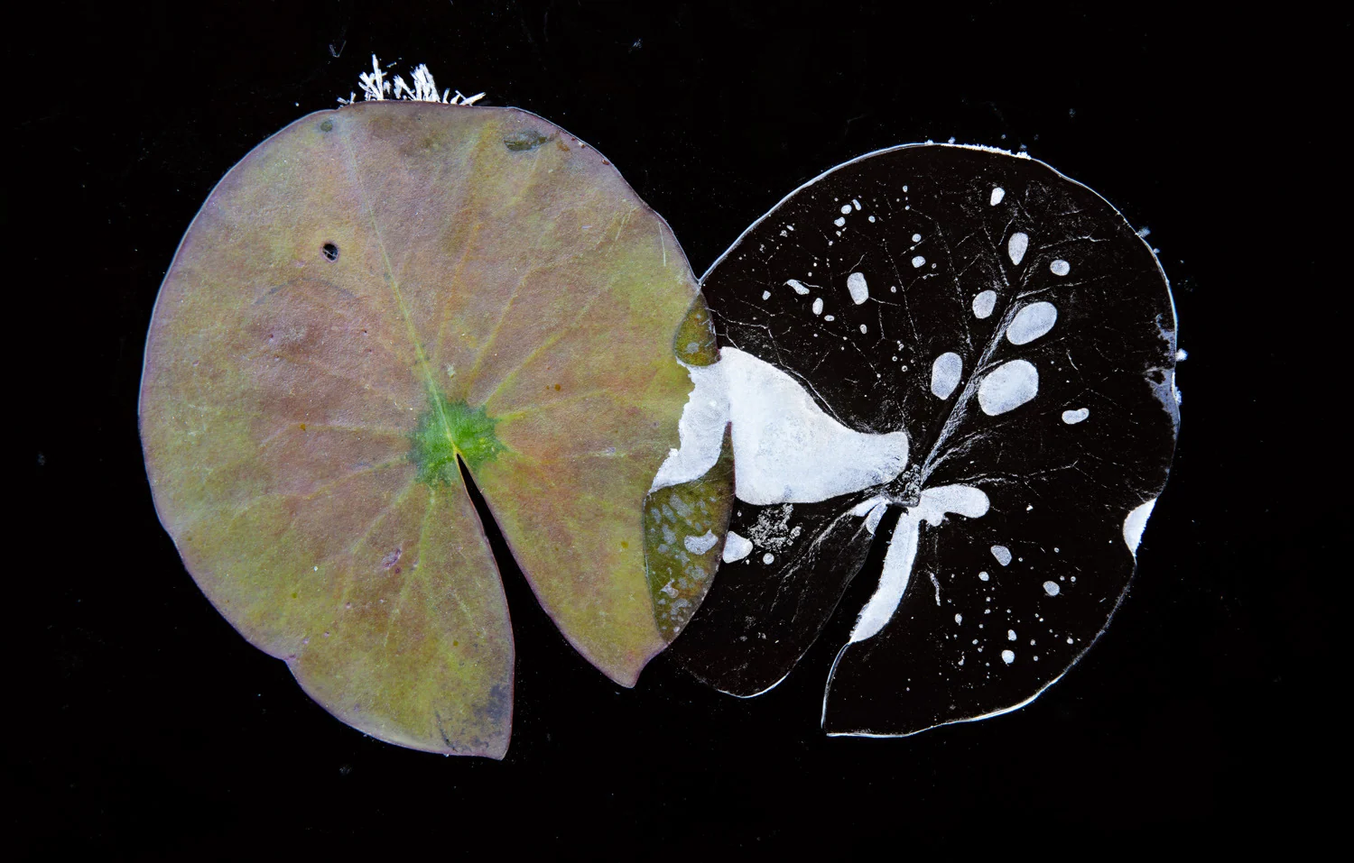 Photograph Unequal pair, by Hannu Ahonen