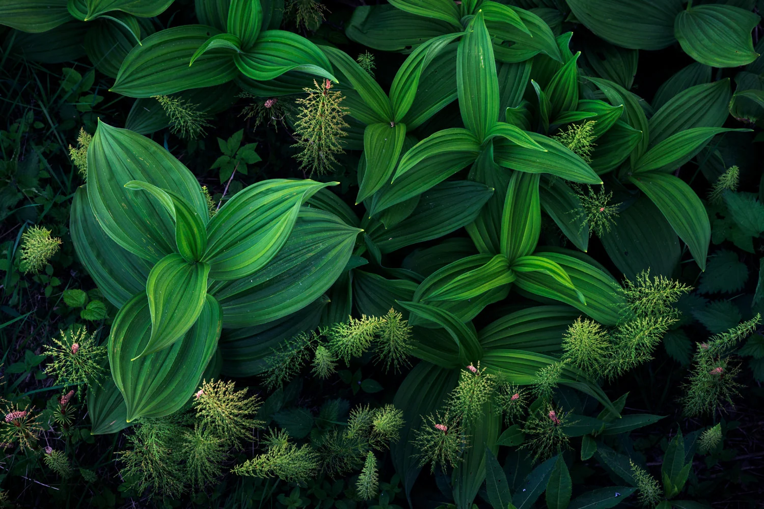 Photograph Symphony in green, by Przemysław Ziemacki