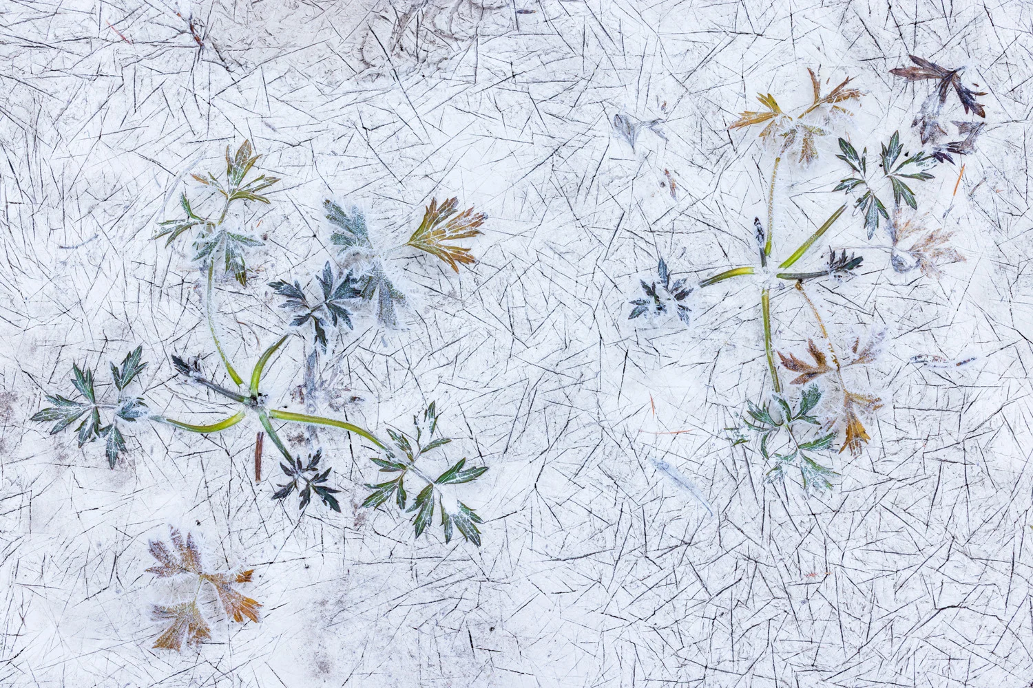 Photograph Autumn colours, by Josef Hackhofer