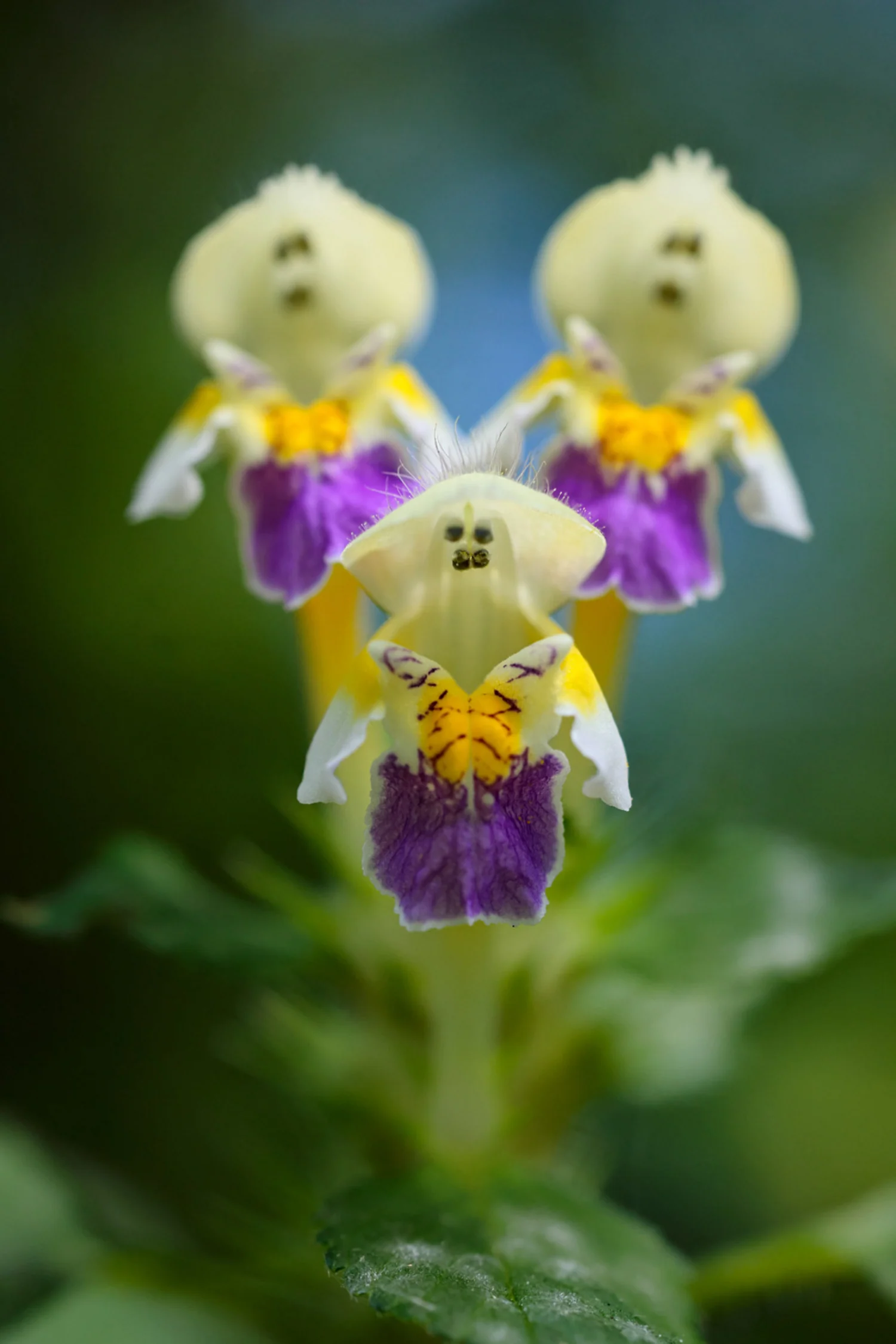 Photograph We are family, by Marek Mierzejewski