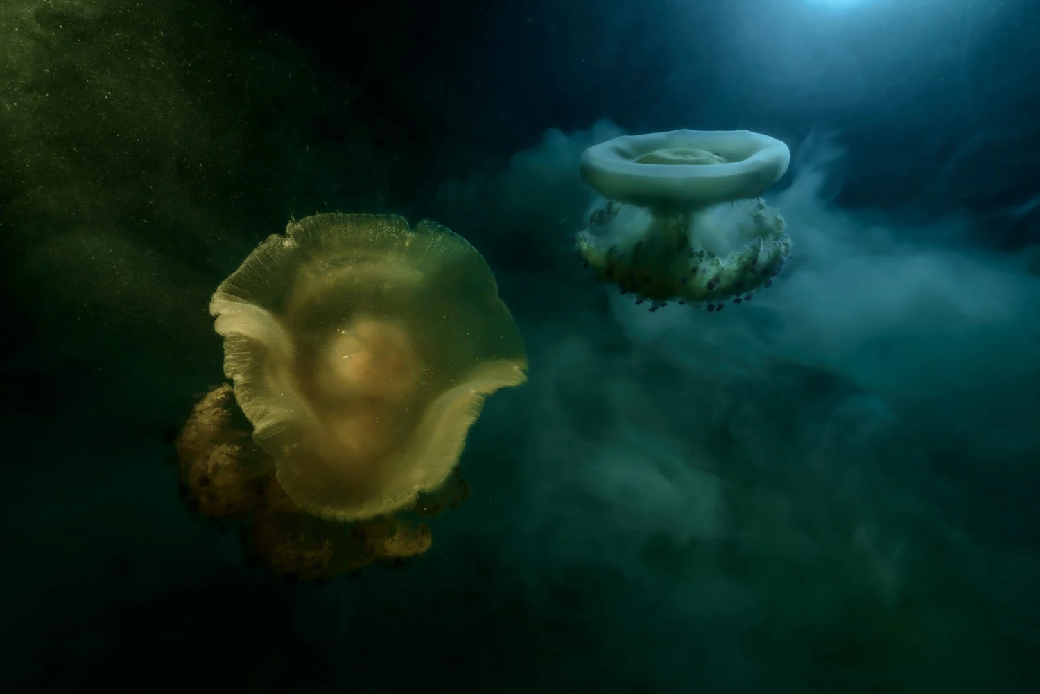 Photograph Human-made catastrophe, by Angel Fitor