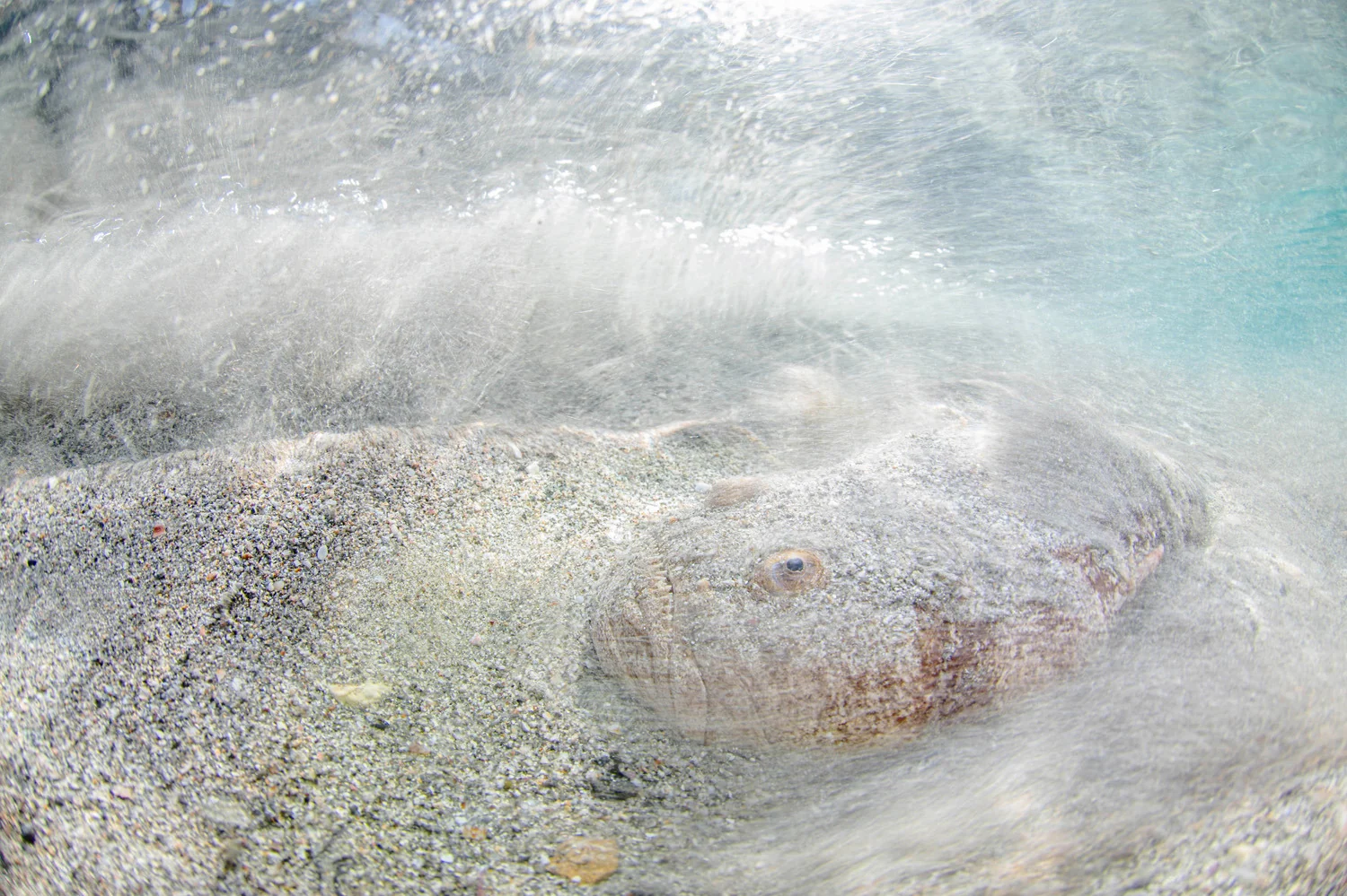 Photograph Sand dweller, by Francisco Javier Murcia Requena