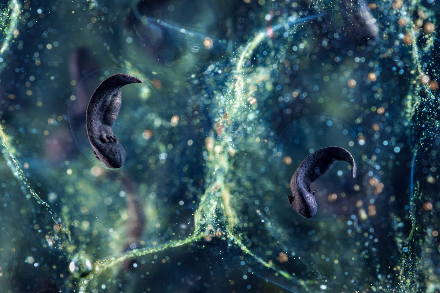 Photograph Two astronauts, by Jonathan Fieber