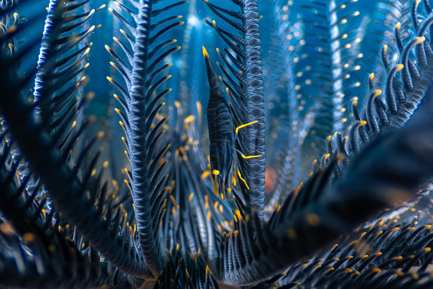 Photograph At home in a feather star, by Luis Arpa