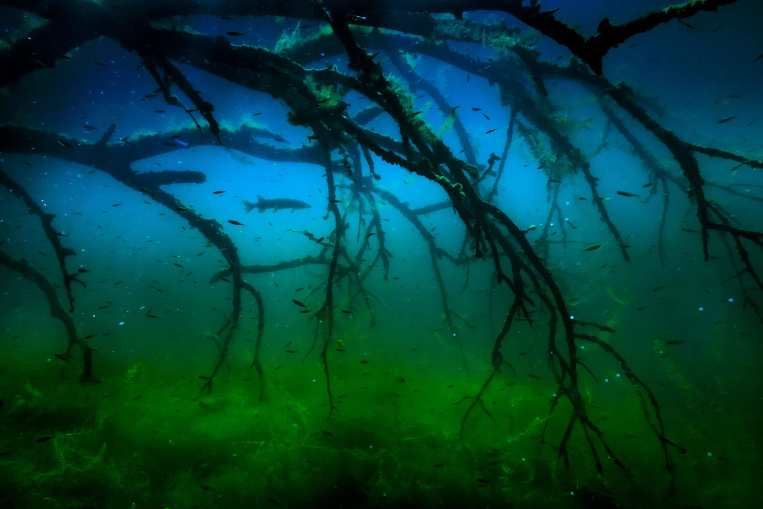 Photograph Underwater labyrinth, by Jan Leßmann