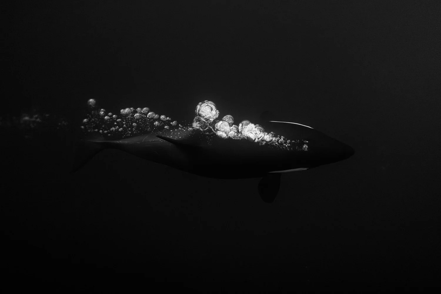 Photograph Bubble Baby, by Natascha Klein