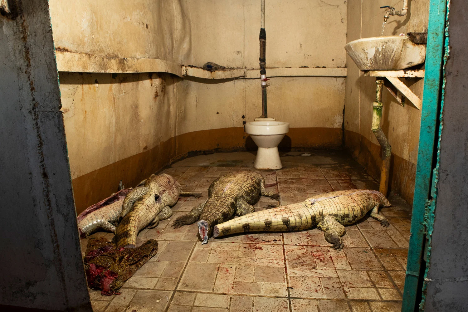 Photograph Blood bath, by Peter O'Neill