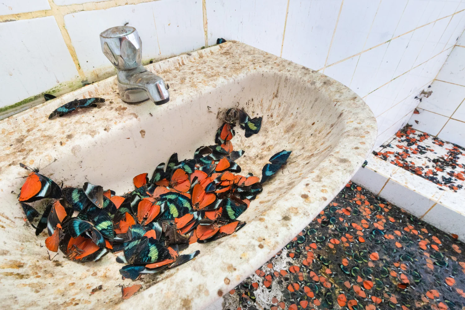 Photograph A tragic end, by Alex Hyde