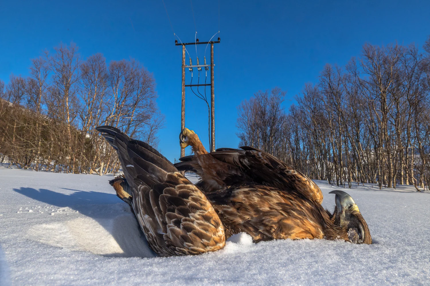 Photograph Barbecued golden eagle, by Audun Rikardsen