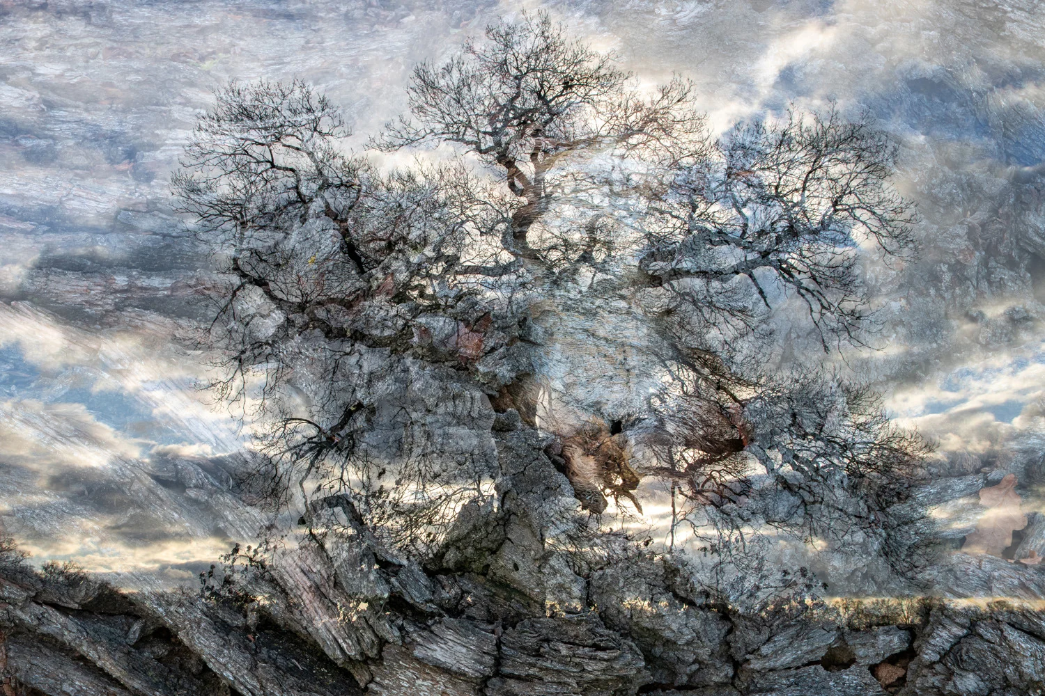 Photograph The great wyrm, by Tomasz Niedzwiedz