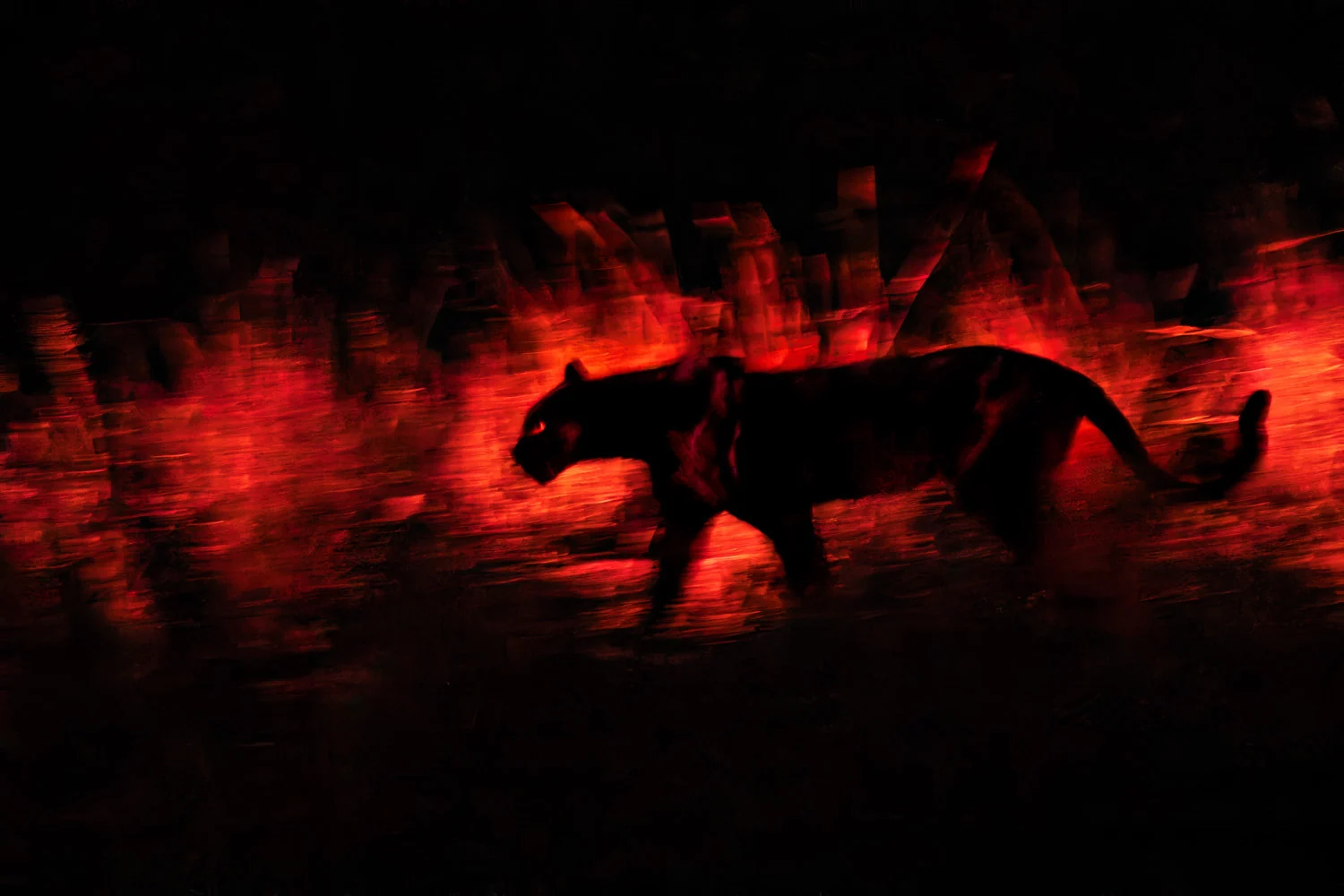 Photograph Black panther hunting, by Andrew Rouse