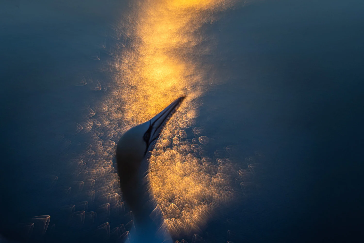 Photograph Rise like a phoenix, by Simone Baumeister
